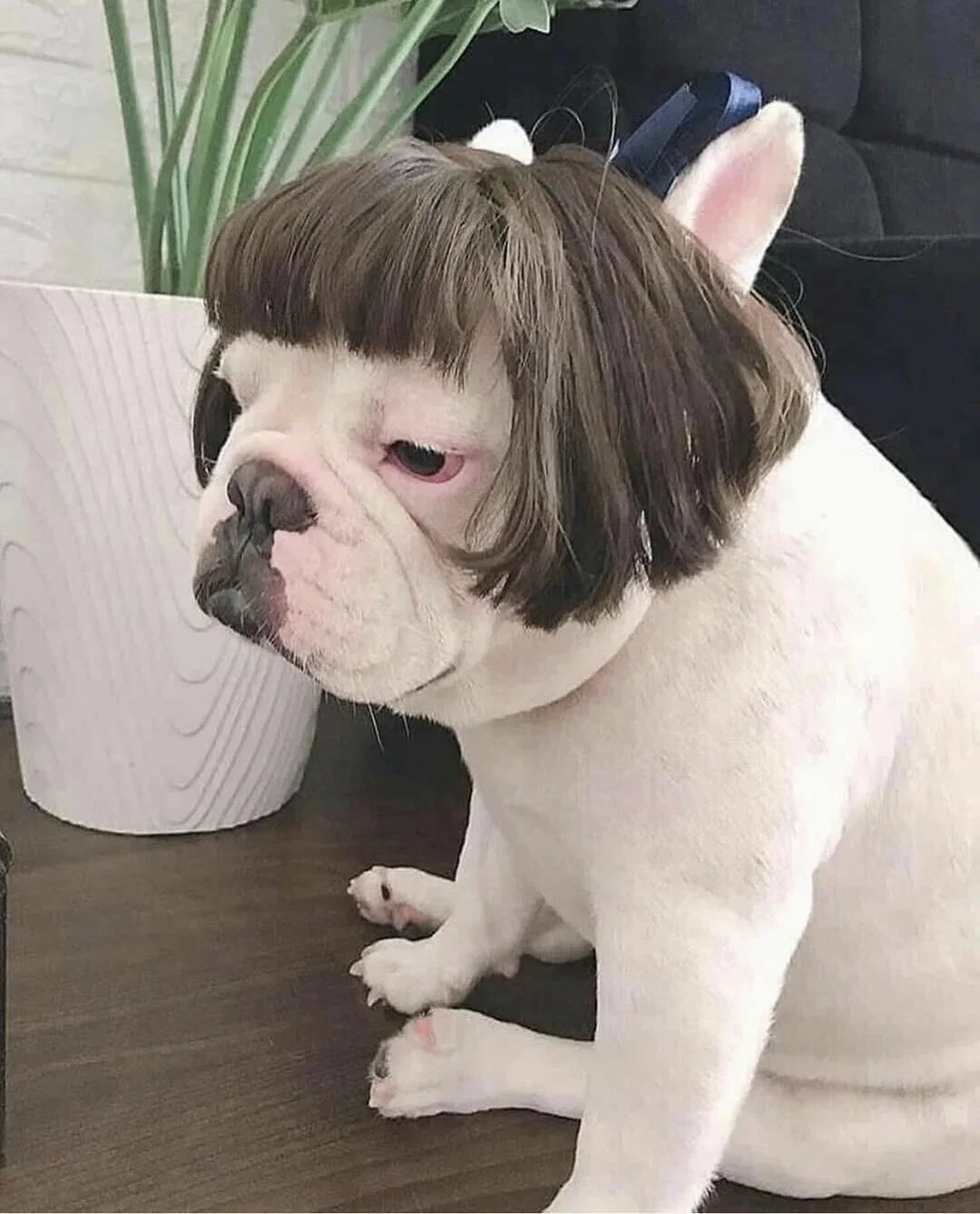 Pet Wigs Dog Wigs Pet Supplies Halloween Pet Accessories Curly Hair Straight Hair Cat Wigs